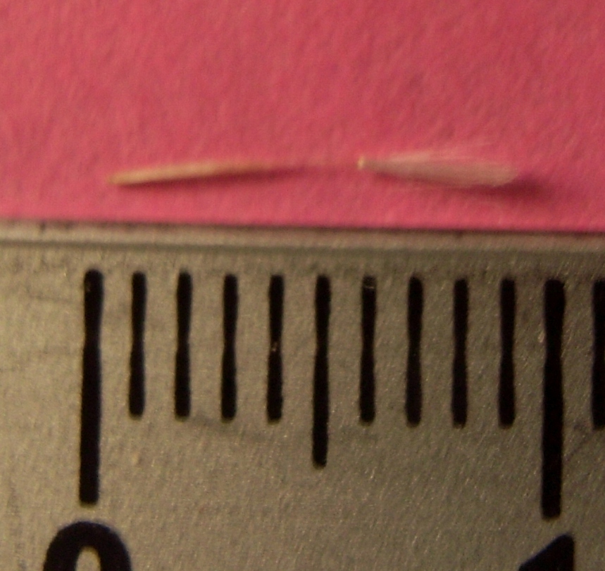 sul marciapiede - Crepis cfr bursifolia?